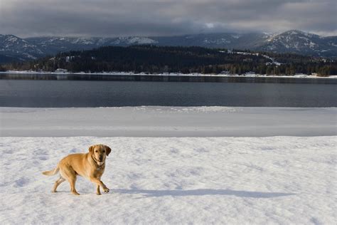 sandpoint idaho hotels pet friendly|Top Pet.